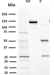SDS-PAGE Analysis Purified Cytochrome P450 1A1/1A2 Mouse Monoclonal Antibody (MC1). Confirmation of Purity and Integrity of Antibody.