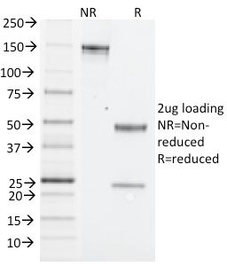 SDS-PAGE Analysis Purified NK1.1 Mouse Monoclonal Antibody (PK136). Confirmation of Integrity and Purity of Antibody.