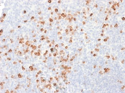 Formalin-fixed, paraffin-embedded human Tonsil stained with IgG Mouse Recombinant Monoclonal Antibody (rIG266).