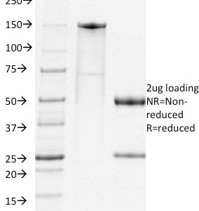 SDS-PAGE Analysis Purified PD1 Rat Monoclonal Antibody (RMP-1-14). Confirmation of Integrity and Purity of Antibody.