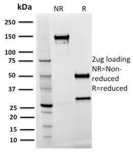SDS-PAGE Analysis Purified SPASTIN Mouse Monoclonal Antibody (Sp 3G11-1). Confirmation of Purity and Integrity of Antibody.
