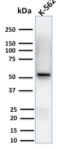Western Blot Analysis of human K-562 cell lysates using Spastin Mouse Monoclonal Antibody (Sp 6C6).