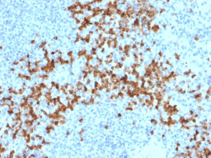 MMP9 Monoclonal Mouse Antibody (2C3) - Biotium