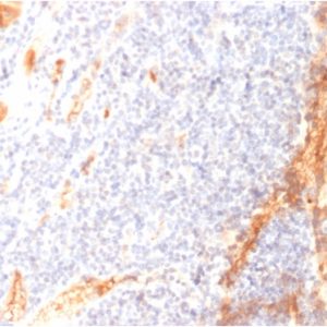 Formalin-fixed, paraffin-embedded human Tonsil stained with VEGF Mouse Monoclonal Antibody (VG1).