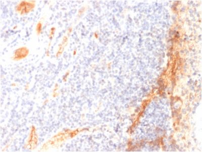 Formalin-fixed, paraffin-embedded human Tonsil stained with VEGF Mouse Monoclonal Antibody (VG1).