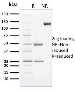 SDS-PAGE Analysis Purified Cyclin B2 Mouse Monoclonal Antibody (X29.2). Confirmation of Purity and Integrity of Antibody.