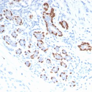 p40 Polyclonal Rabbit Antibody