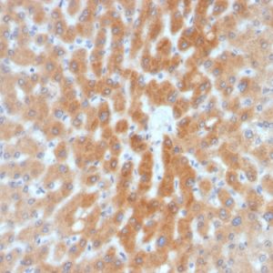 Formalin-fixed, paraffin-embedded human Liver stained with ARF1 Mouse Monoclonal Antibody (1A9/5).