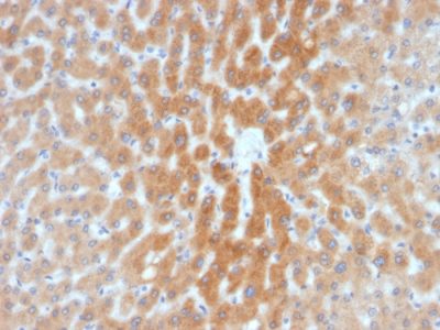 Formalin-fixed, paraffin-embedded human Liver stained with ARF1 Mouse Monoclonal Antibody (1A9/5).