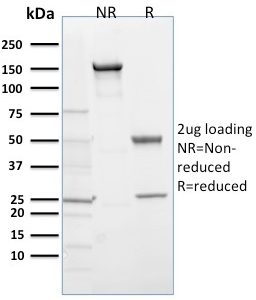 SDS-PAGE Analysis Purified EGLN1 / PHD2 Mouse Monoclonal Antibody (366G/76/3). Confirmation of Purity and Integrity of Antibody.