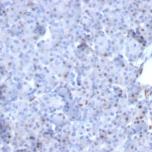 Formalin-fixed, paraffin-embedded human Pancreas stained with AKT1 Mouse Monoclonal Antibody (AKT1/2784).