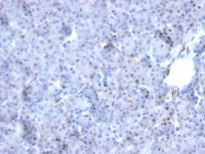 Formalin-fixed, paraffin-embedded human Pancreas stained with AKT1 Mouse Monoclonal Antibody (AKT1/2784).