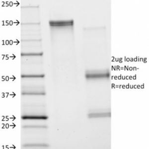 SDS-PAGE Analysis Purified Annexin A1 Mouse Monoclonal Antibody (Clone ANXA1/1672). Confirmation of Integrity and Purity of Antibody.