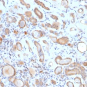 Formalin-fixed, paraffin-embedded human Kidney stained with ARF1 Mouse Monoclonal Antibody (ARF1/2117).