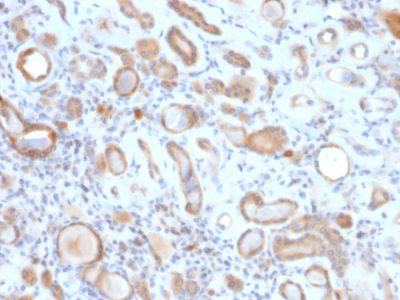 Formalin-fixed, paraffin-embedded human Kidney stained with ARF1 Mouse Monoclonal Antibody (ARF1/2117).