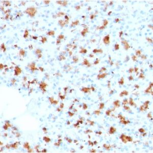 Formalin-fixed, paraffin-embedded human Pancreas stained with BARX1 Mouse Monoclonal Antibody (BARX1/2759).