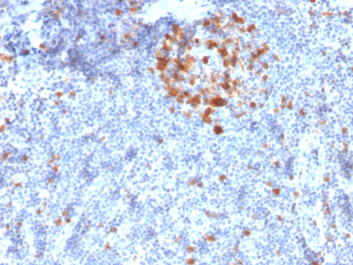 p34 / cdk1 Monoclonal Mouse Antibody (A17.1.1) - Biotium