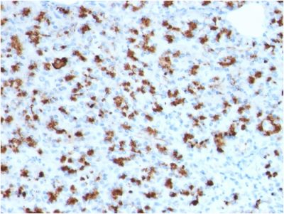 Formalin-fixed, paraffin-embedded human Pancreas stained with BARX1 Mouse Monoclonal Antibody (BARX1/2760).