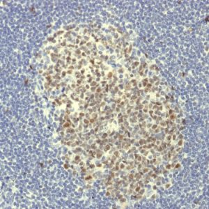 Formalin-fixed, paraffin-embedded human Tonsil stained with bcl-6 Rabbit Recombinant Monoclonal Antibody (BCL6/1951R).