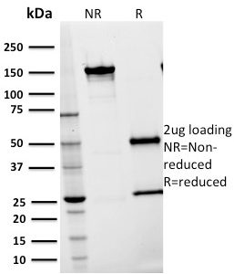 SDS-PAGE Analyis Purified CD54 Mouse Monoclonal Antibody (15.2). Confirmation of Purity and Integrity of Antibody.