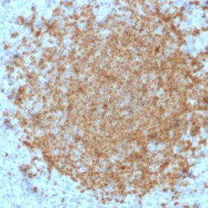 Formalin-fixed, paraffin-embedded human Spleen stained with BOB1 Mouse Monoclonal Antibody (BOB1/2422).
