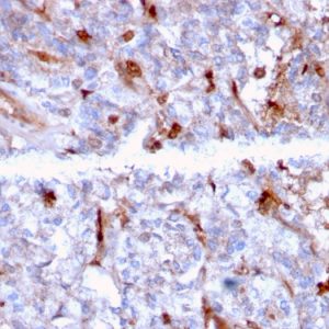 Formalin-fixed, paraffin-embedded human Kidney stained with C1QA Mouse Monoclonal Antibody (C1QA/2956).
