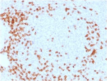 CD3e Monoclonal Mouse Antibody (C3e/1931) - Biotium