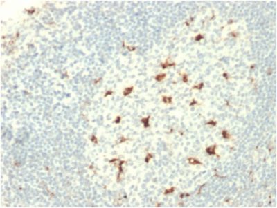 Formalin-fixed, paraffin-embedded human Tonsil stained with CD68 Mouse Monoclonal Antibody (C68/2709).