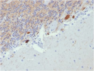 Formalin-fixed, paraffin-embedded human Cerebellum stained with Calretinin Mouse Monoclonal Antibody (CALB2/2807).