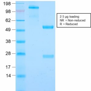 SDS-PAGE Analysis Purified Cyclin B1 Rabbit Recombinant Monoclonal Antibody (CCNB1/2978R). Confirmation of Integrity and Purity of Antibody.