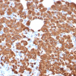 Formalin-fixed, paraffin-embedded human Pancreas stained with Carboxypeptidase A1 / CPA1 Mouse Monoclonal Antibody (CPA1/2711).