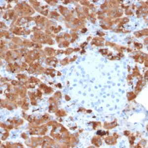 Formalin-fixed, paraffin-embedded human Pancreas stained with Carboxypeptidase A1 / CPA1 Mouse Monoclonal Antibody (CPA1/2712).