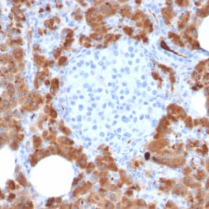 Formalin-fixed, paraffin-embedded human Pancreas stained with Carboxypeptidase A1 / CPA1 Mouse Monoclonal Antibody (CPA1/2714).