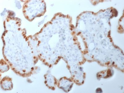 Formalin-fixed, paraffin-embedded human Placenta stained with DNMT1 Mouse Monoclonal Antibody (DNMT1/2061).