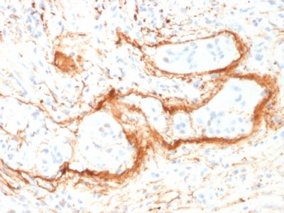 Formalin-fixed, paraffin-embedded human Small Intestine stained with Monospecific Mouse Monoclonal Antibody (ELN/1981) to Elastin.