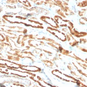 Formalin-fixed, paraffin-embedded human kidney stained with Erythropoietin Recombinant Rabbit Monoclonal Antibody (EPO/3793R).