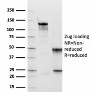 SDS-PAGE Analysis Purified Fibronectin Mouse Monoclonal Antibody (FN1/2949). Confirmation of Integrity and Purity of Antibody.