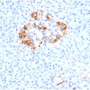 Formalin-fixed, paraffin-embedded human Pancreas stained with Ferritin, Light Chain Mouse Monoclonal Antibody (FTL/1387).