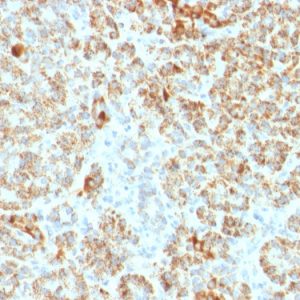 Formalin-fixed, paraffin-embedded human Pancreas stained with Frataxin Mouse Monoclonal Antibody (FXN/2124).