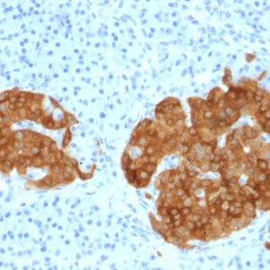 Formalin-fixed, paraffin-embedded human Pancreas stained with GAD2 (GAD65) Mouse Monoclonal Antibody (GAD2/1960).