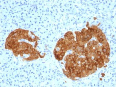 Formalin-fixed, paraffin-embedded human Pancreas stained with GAD2 (GAD65) Mouse Monoclonal Antibody (GAD2/1960).