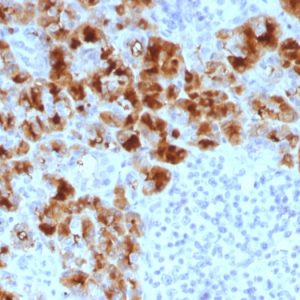 Formalin-fixed, paraffin-embedded human Pancreas stained with GP2 Mouse Monoclonal Antibody (GP2/1803).