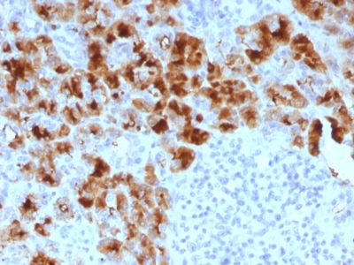 Formalin-fixed, paraffin-embedded human Pancreas stained with GP2 Mouse Monoclonal Antibody (GP2/1803).