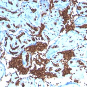 Formalin-fixed, paraffin-embedded human Placenta stained with Glycophorin A Recombinant Rabbit Monoclonal Antibody (GYPA/3219R).
