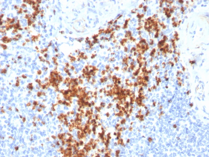 Granzyme B Monoclonal Mouse Antibody (GZMB/3014) - Biotium