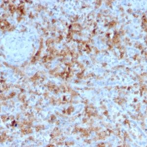 Formalin-fixed, paraffin-embedded human Spleen stained with Granzyme B Monospecific Mouse Monoclonal Antibody (GZMB/3055).
