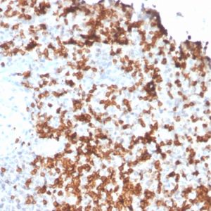 Formalin-fixed, paraffin-embedded human Spleen stained with Granzyme B Monospecific Mouse Monoclonal Antibody (GZMB/3056).