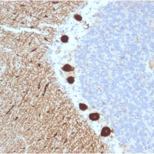 Formalin-fixed, paraffin-embedded human Cerebellum stained with CA8 Mouse Monoclonal Antibody (CPTC-CA8-2).