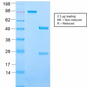 SDS-PAGE Analysis Purified CD50 Rabbit Recombinant Monoclonal Antibody (ICAM3/2873R). Confirmation of Purity and Integrity of Antibody.
