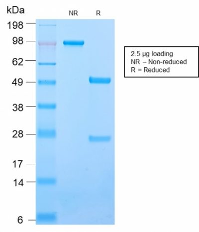 SDS-PAGE Analysis Purified CD50 Rabbit Recombinant Monoclonal Antibody (ICAM3/2873R). Confirmation of Purity and Integrity of Antibody.